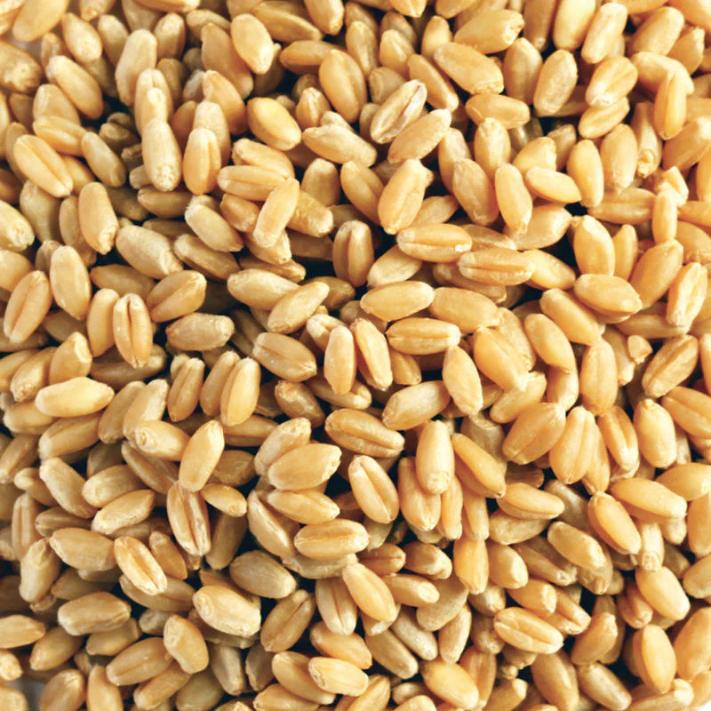 ORGANIC WHEAT GRAIN 20KG (#100183) - Image 4