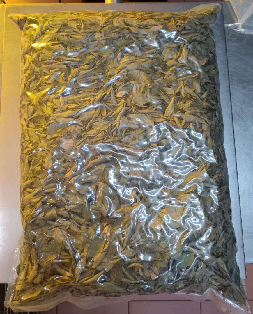 CURRY LEAVE 1KG (#112125) - Image 2