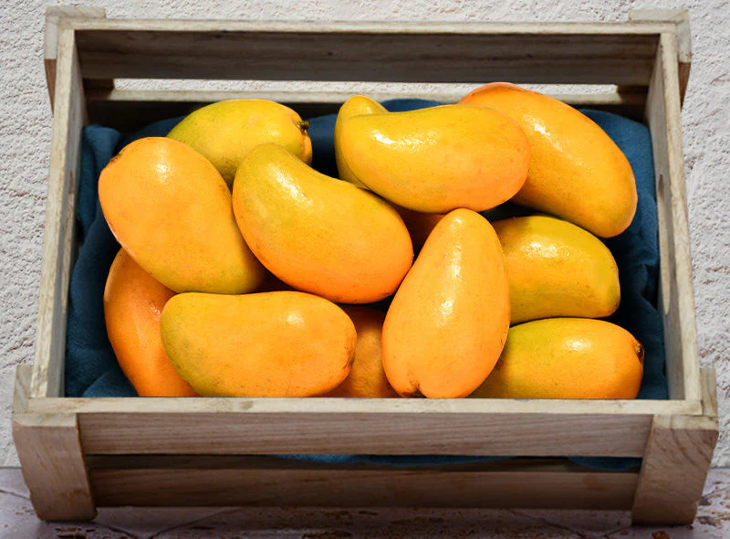 org kent mango 1pc (#121193)
