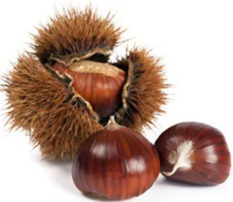 org marigoule chestnut 0.5kg(+ -) (+/-)/b.r. (#121224)