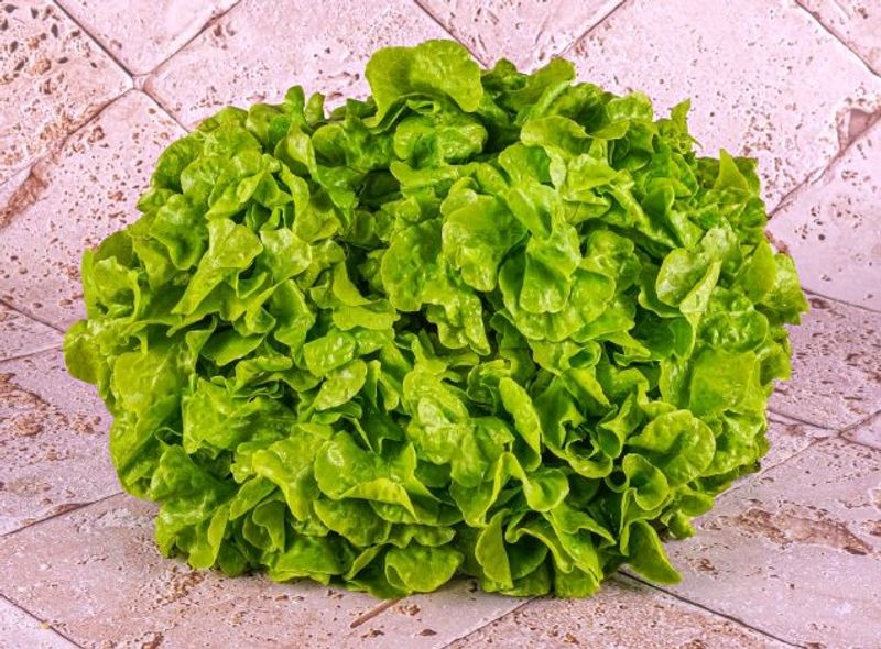 org green oak leaf lettuce 1pc (#121256)