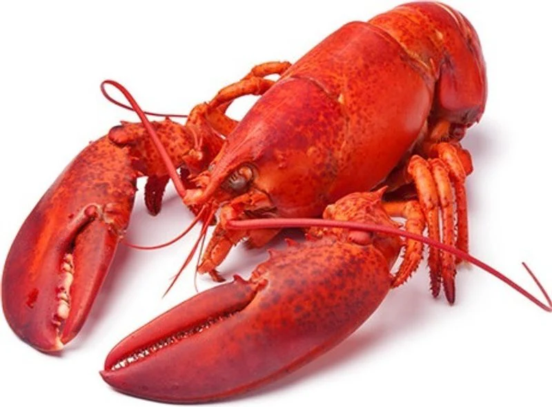cooked boston lobster 400g (#122287)