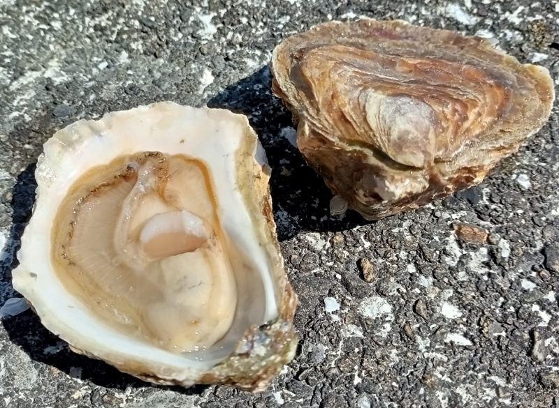 ORGANIC BELON PLATE OYSTERS CANCALE NO3 25PC (#000000000000122565)