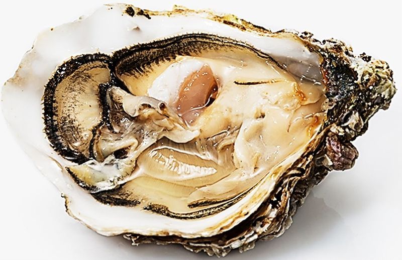 muirgen oysters no4 50pc\muirgen (#122592)