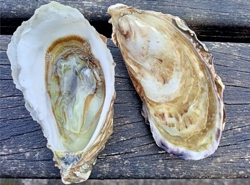 ORGANIC HOLLOW OYSTERS CANCALE NO1 24PC (#000000000000122623)