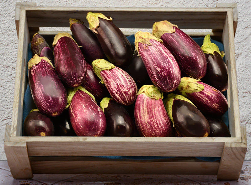 mini eggplant 0.5kg(+ -) (+/-)/jard  (#122684)