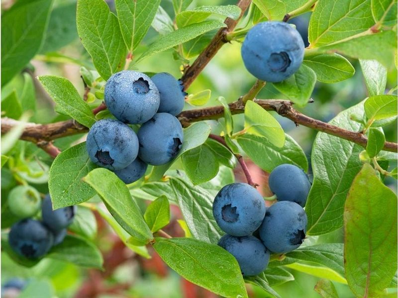 blueberry 1 pc-0.1kg(+ -) (+/-)/jard (#122809)