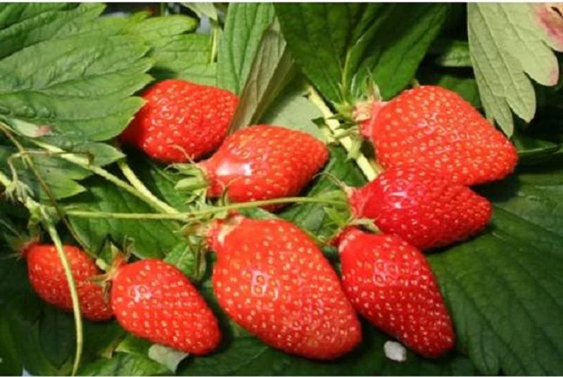 strawberry gariguette 1 pc-0.25kg(+ -) (+/-)/jard  (#122829)
