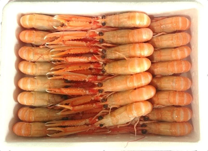 medium scampi 1.35kg (#122845)