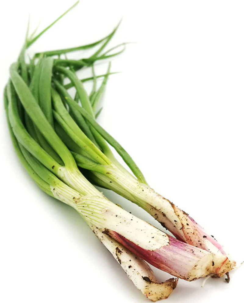 organic spring onion 40g (#125975)