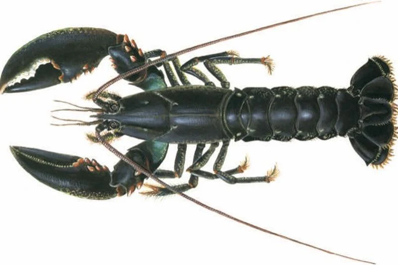 LIVE BLUE LOBSTER ATLANTIC 0.5KG+/- (#000000000000127787)