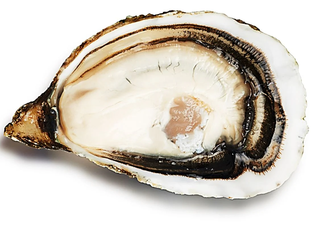 pousse en claire oysters no3x24p 24pc\marennes oleron (#127997)
